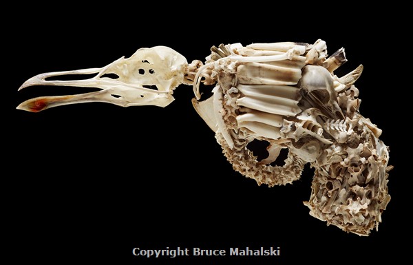 Bird Tooth Colt Pistol (2012)          )